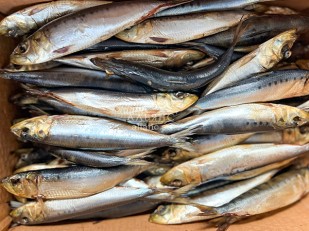 Фисташки: Сельдь Иваси х\к